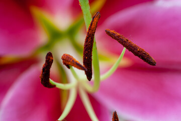 macro of a flower pistil, pink lily