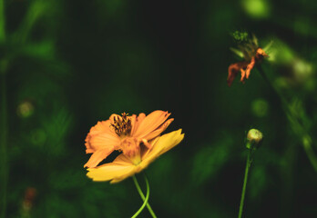 close up of summer sulfur Cosmos flower, yellow Cosmos flower.Cosmos sulphureus is a species of flowering plant in the sunflower family Asteraceae,
