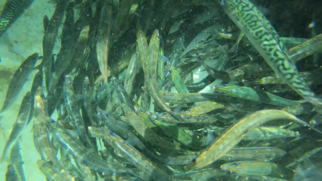 baitfish - bait tank