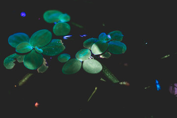 Lemna minor also known as Lemna minor,Lemna minor is a popular plant with farmers. Lemna minor is...