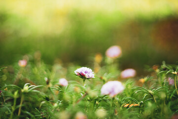 Image of Vietnam Rose flowers or Portulaca Grandiflora, photographed in close range with large...