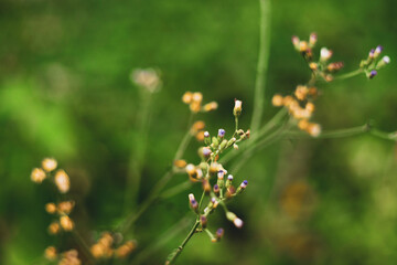 Ageratum conyzoides is black, has 5 longitudinal spines. Ageratum conyzoides have a slightly bitter taste and cold properties, so Ageratum conyzoideshave the effect of clearing heat, detoxifying, 