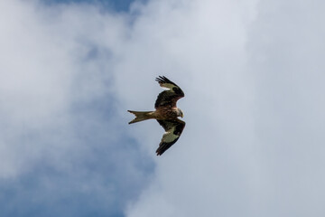 red kite a large bird of prey in flight with blue sky and white clouds in the background