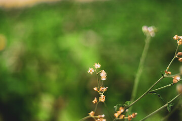 Ageratum conyzoides is black, has 5 longitudinal spines. Ageratum conyzoides have a slightly bitter taste and cold properties, so Ageratum conyzoideshave the effect of clearing heat, detoxifying, 