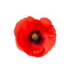 A fiery red poppy with a black center, contrasted with a stark transparent background