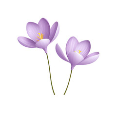 Obraz premium A pair of lavender colored crocuses, their delicate forms against transparent background