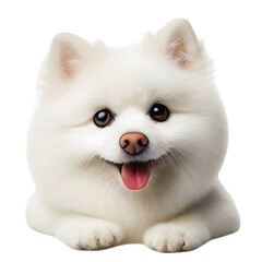 Obraz premium Puppy isolate 