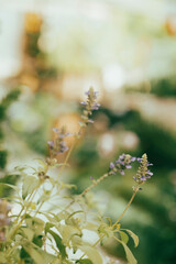The calyx of Salvia farinacea has 5 obtuse lobes, full of dark blue hairs on the outside, smooth on the inside. The Salvia farinacea corolla is purple-blue, the upper lip has 1 lobe