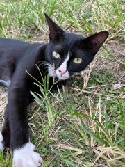 black cat on the grass