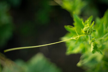 Luffa cylindrica on a white background. Luffa cylindrica (Sponge gourd, dry loofah, Vegetable sponge, Gourd towel) ; A colorful of ripe dried fruit which