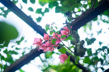 Fototapeta premium deciduous if Bougainvillae is a dry season. The leaves of Bougainvillae are alternate, simple ovate-acuminate, 4–13 cm long and 2–6 cm broad. The actual flower 