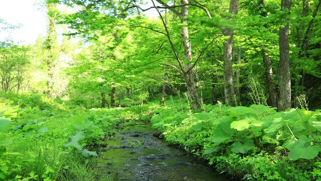 小川　清流　せせらぎ　森