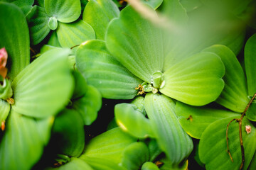 the leaf Pistia stratiotes base tapers to a sheath, the leaf Pistia stratiotes tip is round and...