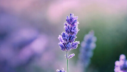 Obraz premium Dreamy closeup macro of lavender flower with blurry natural background 16:9 with copyspace
