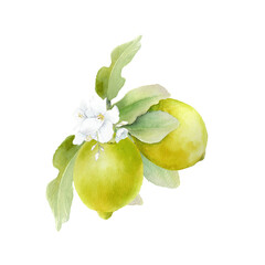 Lemon branch with fruit, leaves and flower. Hand drawn isolated illustration on a white background 