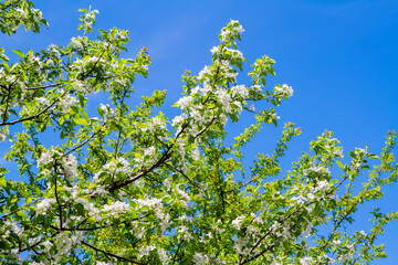 Blooming branches of an apple tree against the background of a blue sky. Spring flowering of fruit trees.