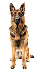 german shepherd dog isolated
