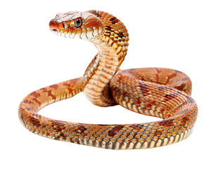 Fototapeta premium snake in front of background white isolate background