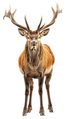 Fototapeta premium deer isolated on white