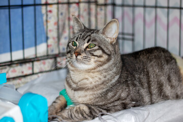 Sad gray cat with catheter on paw