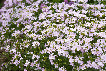 Arabis Rosabella is an ancient genus of annual and perennial herbaceous plants of the Cabbage family ( Brassicaceae )