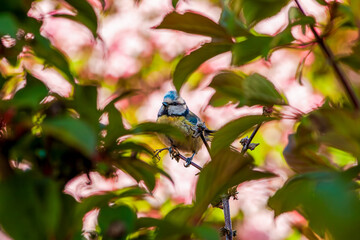 Eurasian blue tit (Cyanistes caeruleus) bird. Passerine bird perched on a branch on flower...