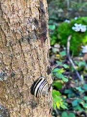 snail on the tree bark 
