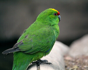 Yellow-Crowned Parakeet. Cyanoramphus Auriceps.