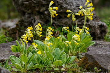 Yellow flowers of Primula veris or Primula officinalis in spring time