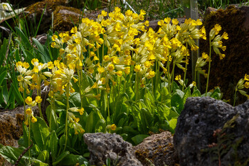 Yellow flowers of Primula veris or Primula officinalis in spring time