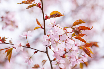 Spring flowering cherry tree branch with rose flowers
