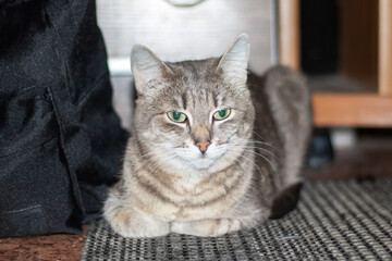 A small to mediumsized felidae with green eyes is lounging on the floor