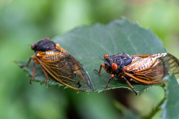 Two Cicada Bugs Resting on a Green Leaf