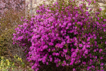 Beautiful bushes of Rhododendron dauricum or Ledum in spring botanical garden