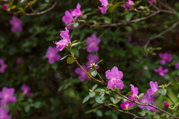 Beautiful bushes of Rhododendron dauricum or Ledum in spring botanical garden