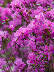 Beautiful bushes of Rhododendron dauricum or Ledum in spring botanical garden