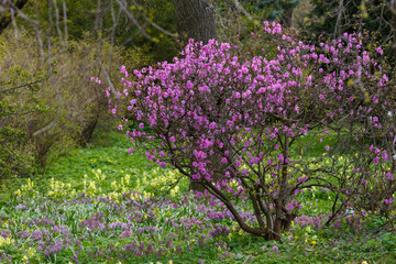 Beautiful bushes of Rhododendron dauricum or Ledum in spring botanical garden
