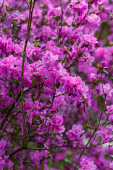 Fototapeta premium Beautiful bushes of Rhododendron dauricum or Ledum in spring botanical garden