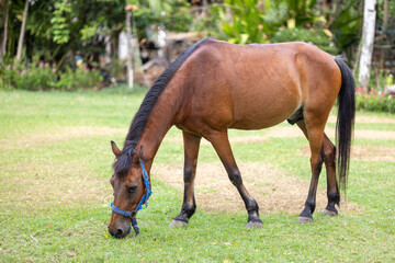 Fototapeta premium Pony grazing in field