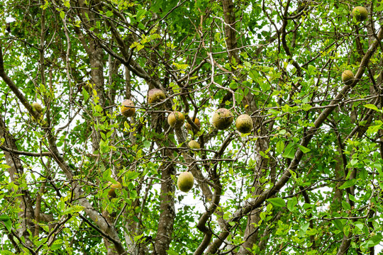 Low angle view of Bael fruit, Bengal quince, Bilak, Bael (Aegle mamelos) hanging in the tree.