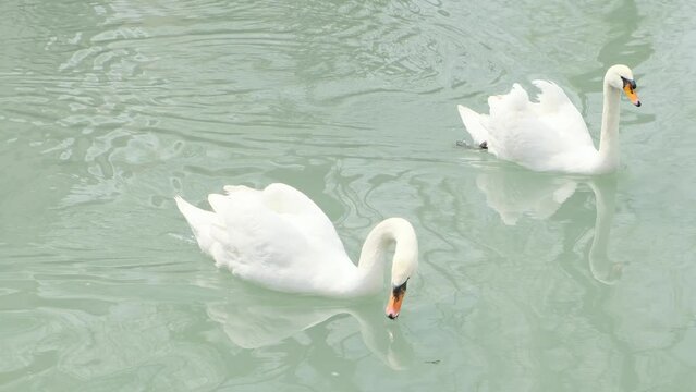 two white swans floating on water surface, close-up, slow motion

