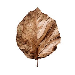 PNG dry natural brown leaf, autumn season plant, botanical isolated illustration
