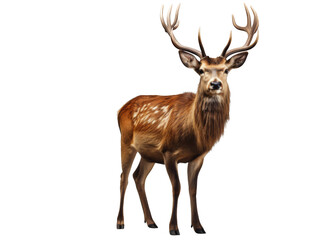 A majestic red deer stands in the forest, its antlers proudly displayed.