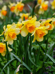 Fototapeta premium Narcissus flowers. Flower bed with drift orange. Narcissus flower also known as daffodil