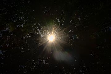 Sun shining through the dark foliage of a beech forest in Saint-Hubert, Ardennes, Walloia, Belgium 