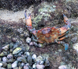 Tropical crabs in shallow shell water at low tide. Persian Gulf. Iran
