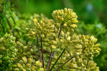 It's the middle of summer. Fruiting Garden angelica (Archangelica officinalis). The eastern...