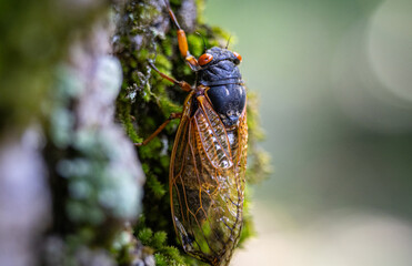 Adult Cicada on Moss