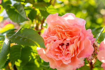 Pink roses. Bush in the garden. Rosebud. Summer flower petals. Rose bud in nature. Branch and...