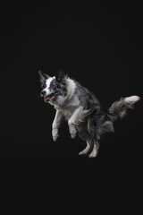 border collie dog playing frisbee disc